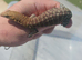Possible 1.1 Pilbara rock monitors