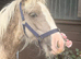 Silver dapple colt