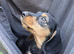3/4 Daxi cross 1/4 Yorkie pups.