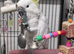 Sulphur crested cockatoo