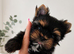 2 Beautiful Yorkshire Terrier Boys – Ready Now