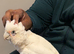 9 months old handreard beared eyed cockatoo