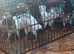 Highflier pigeons for sale
