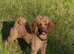 DNA health tested stunning KC reg Miniature Poodles