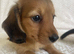 FAMILY RAISED DNA TESTED DACHSHUND