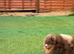 Rare lilac n tan Kc registered Puppy size Pomeranian
