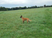 Belgian Malinois- Proven Stud Dog