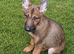 Quality Malinois puppies