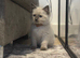 Ragdoll kittens ready to leave