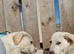 German shepherd cross boxers