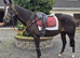 Sane sensible homebred 16h 13yo Irish TB mare RORE