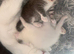 Mixed British short hair kittens