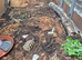 Hermann tortoises 1 year old
