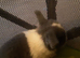 Babby bunnys
