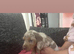 Beautifull mini dachshund