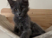 Maine Coon kittens