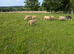 Southdown x Ryeland