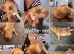 Adorable Labrador puppies!