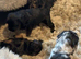 Portuguese sheepdog cross puppies