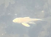 Koi