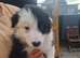 Border collie puppies