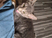 Beautiful Grey Tabby Boy Kitten