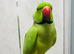 Baby green ring neck talking Parrot