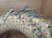 Bearded dragons