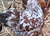Peking banties pullets