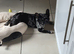 Two french bulldogs, 5 years and 4 months