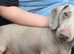 3 Year Old Miniature Dachshund For Rehome