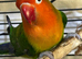 HEN DNA Fishers Lovebird