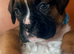 Beautiful bouncy boxer babies