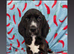 Beagle x puppies