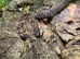 Granite San Louis Potosi Mountain King Snake at Birmingham Reptiles