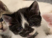 Black & white beautiful female kitten 9 weeks old