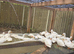 White call ducks