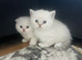 Scottish fold and straight kittens