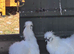 Variety of chicken for sale