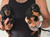 Beautiful black and tan miniature dachshund puppies