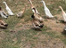 RUNNER DRAKES NORTH DORSET