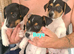 Jack Russell puppies