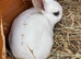 Mini Rex babies READY NOW