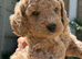 Cockapoo