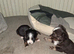 6 chihuahua for sale