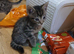 7 baby kitten