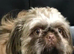 Imperial shih tzu puppies