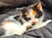 Stunning kittens. Beautiful colours and characters