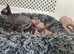 Beautiful Sphynx kittens for sale