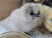 Day old silkies chickens